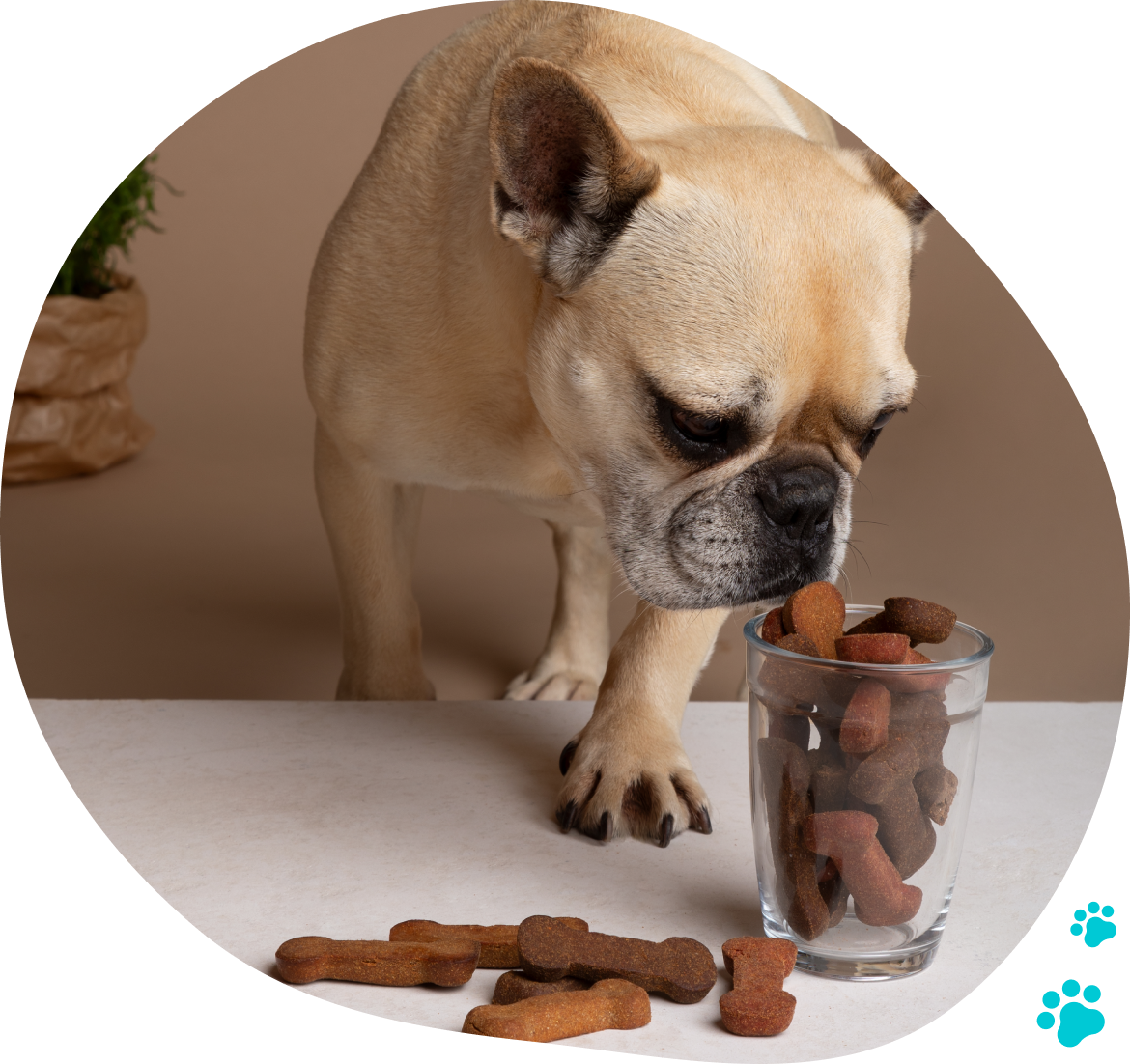 A dog sniffs at food in a glass.