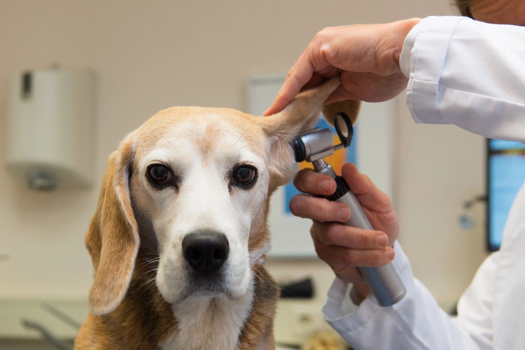 A dog being examined by an animal specialist.