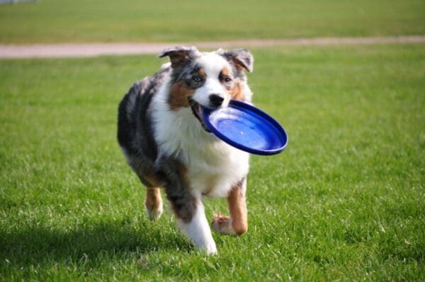 A dog with a frisbee in its mouth.